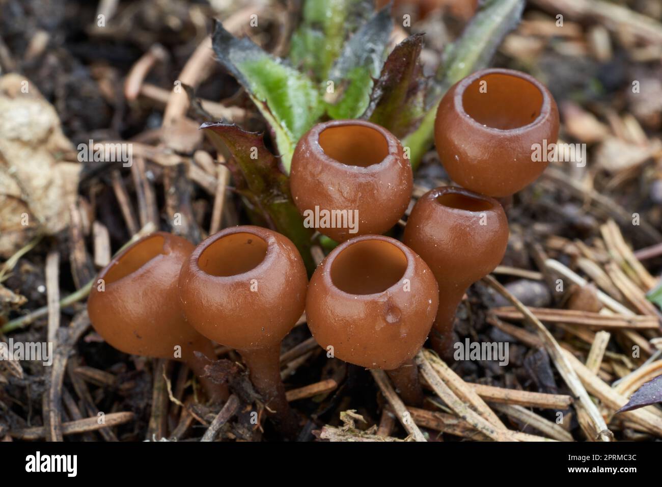 Ungenießbarer Pilz Dumontinia tuberosa in den Nadeln. Bekannt als Anemone Cup. Ein Haufen kleiner brauner Wildpilze im Fichtenwald. Stockfoto