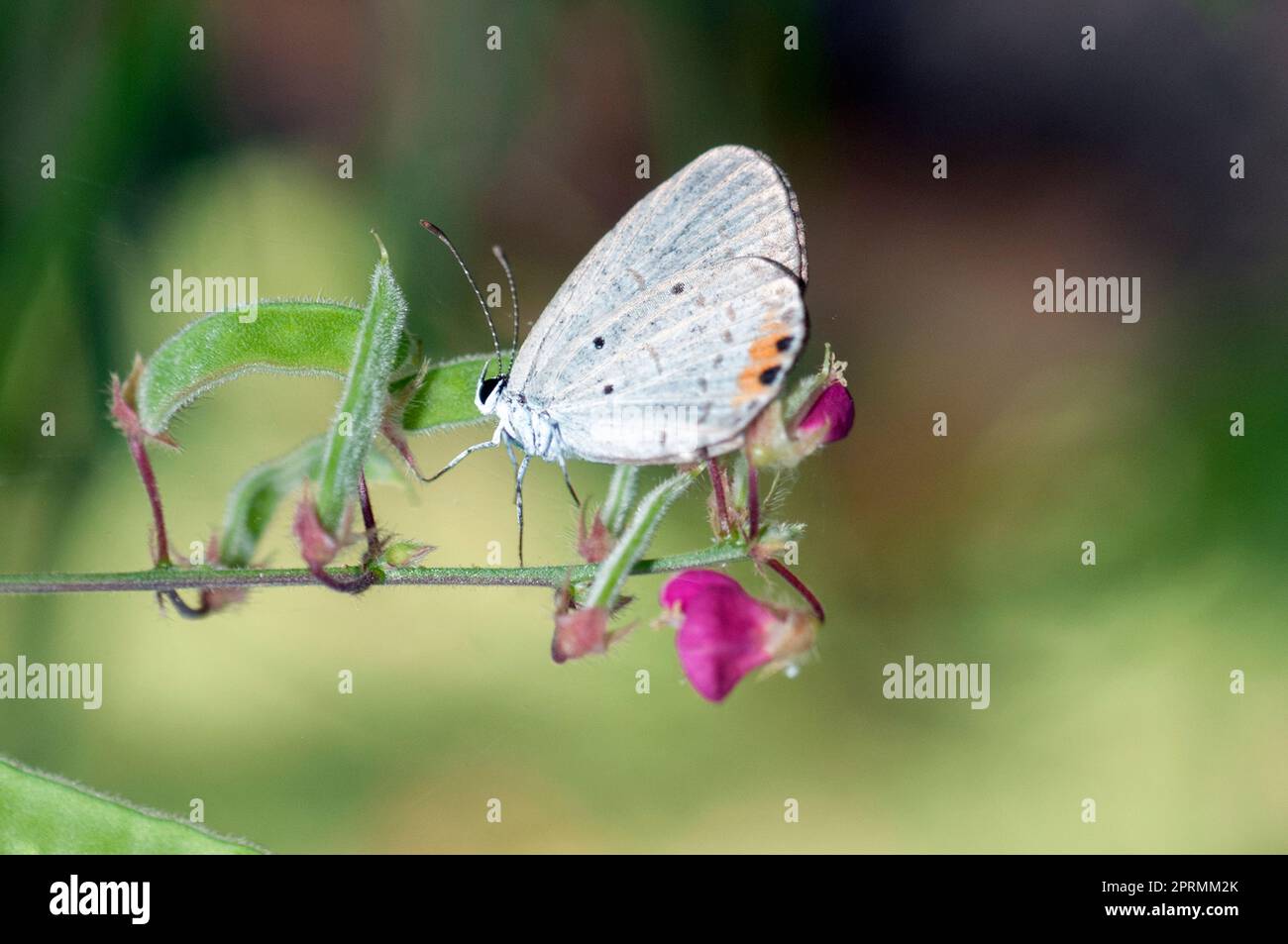 Amor-Schmetterling mit Orangenkrone, Everes lacturnus, auf Blume, Klungkung, Bali, Indonesien Stockfoto