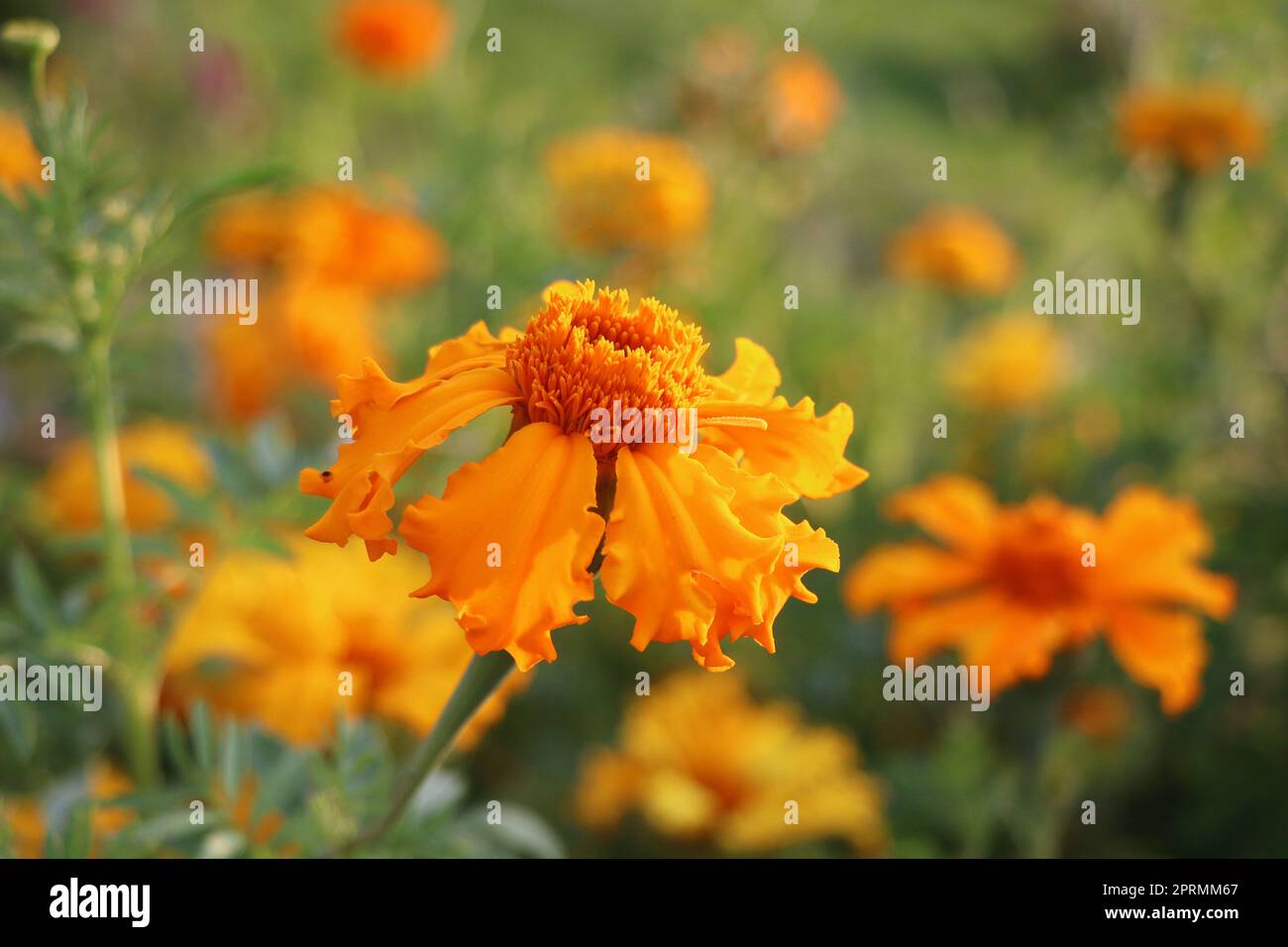 Marigold-Blumen. Tagetes Blumen auf der Wiese im Sonnenlicht. Gelbe und orangefarbene Marigoldblumen im Garten Stockfoto