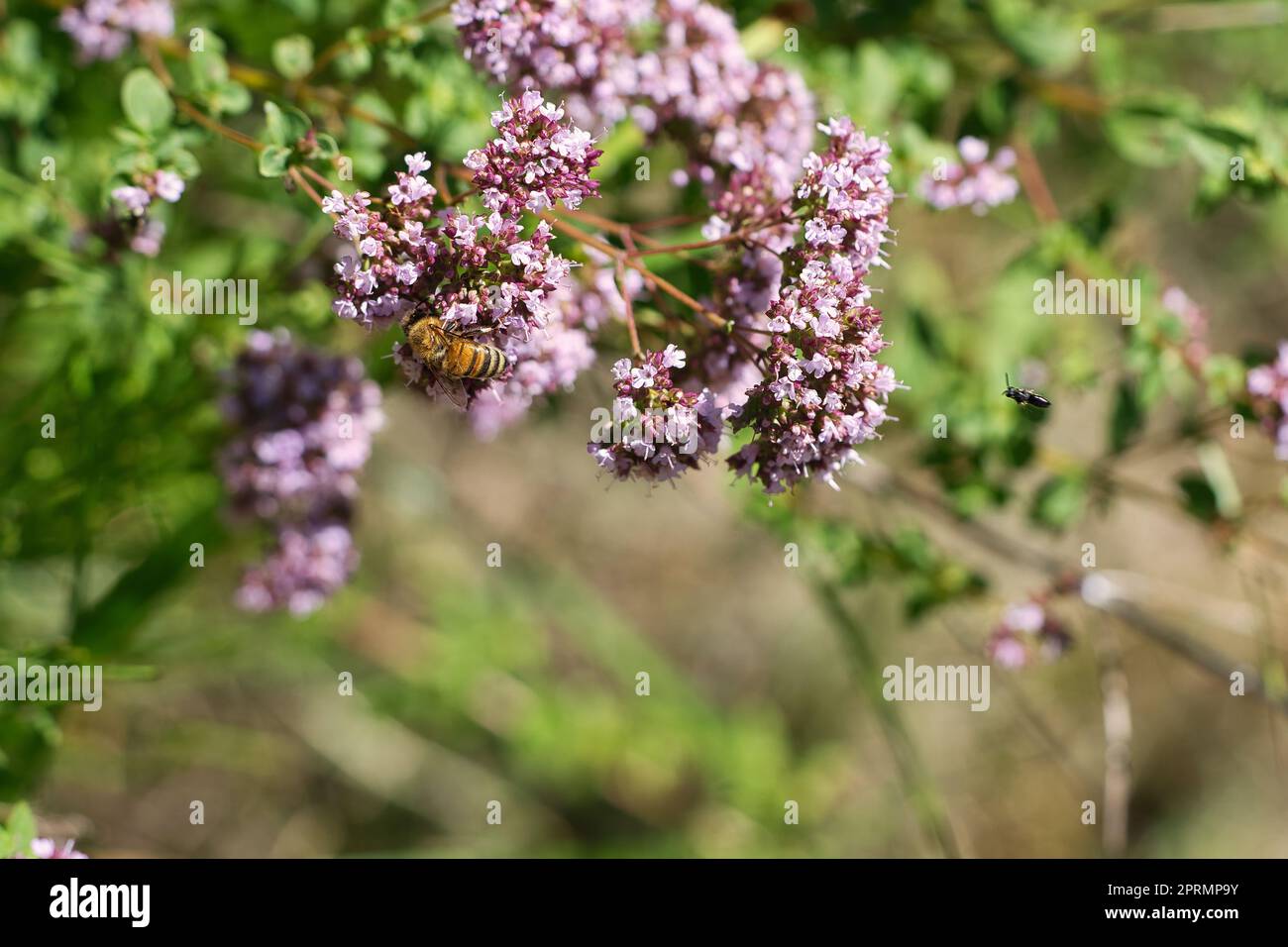 Honigbiene, die Nektar auf einer Blume des Schmetterlingsbusches sammelt. Beschäftigte Insekten Stockfoto