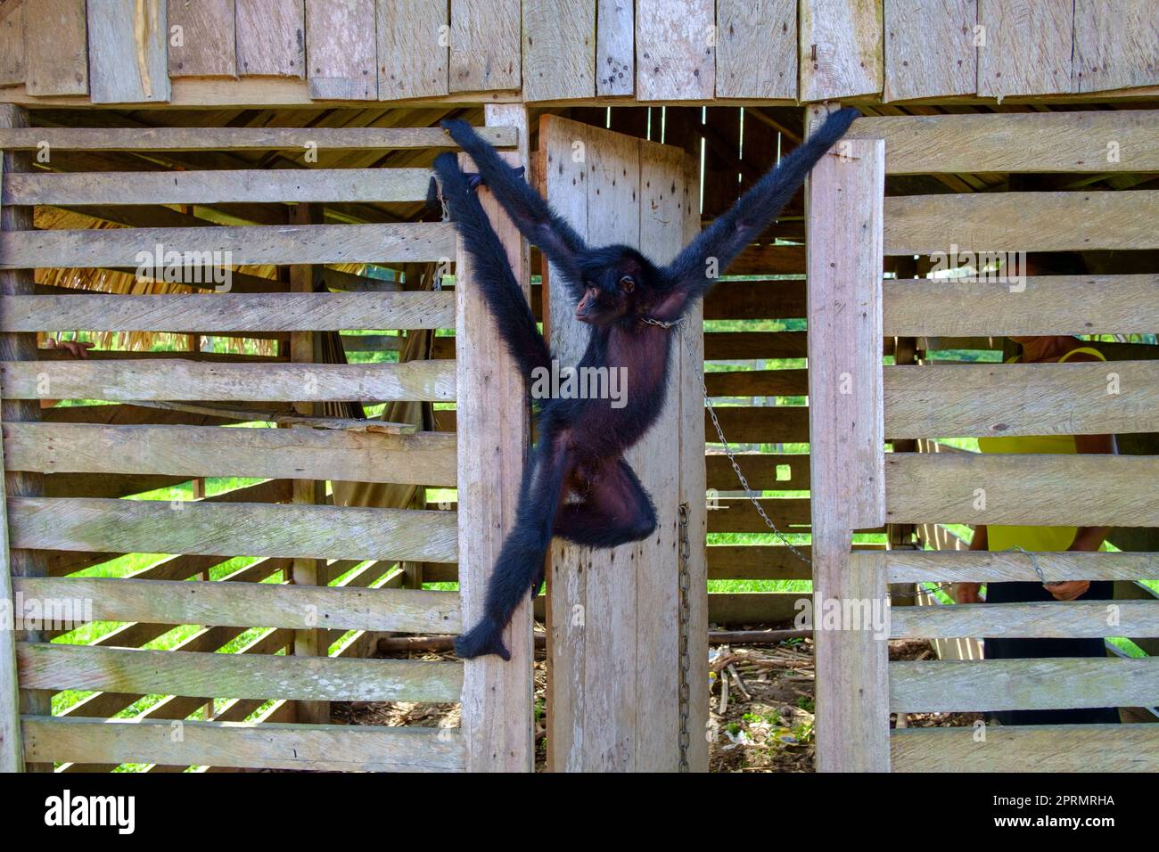 Er hat Spider Monkey gefangen und als Haustier behalten und verkauft Stockfoto