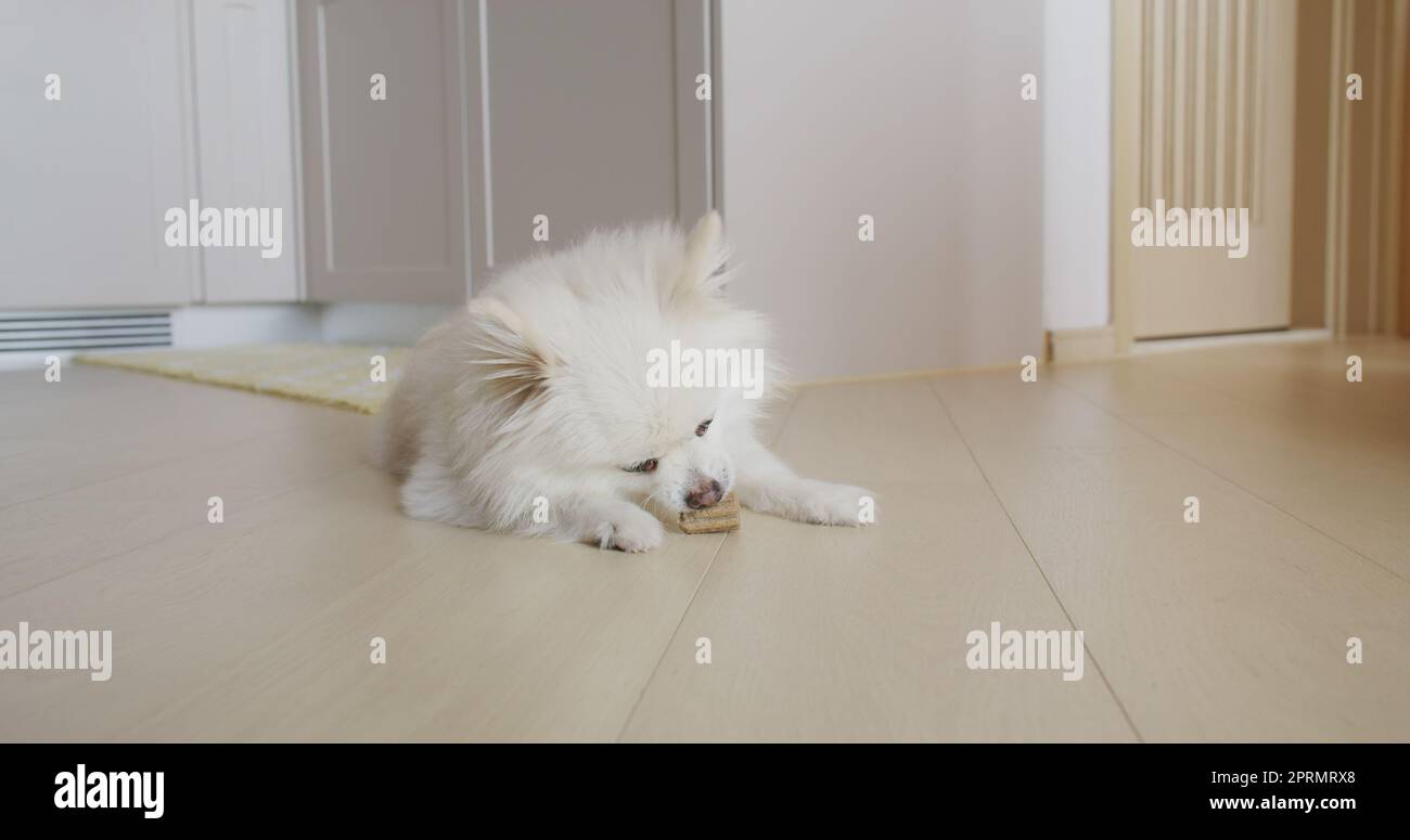 Pommersche Hundekaubehandlung für saubere Zähne und gesundes Zahnfleisch Stockfoto