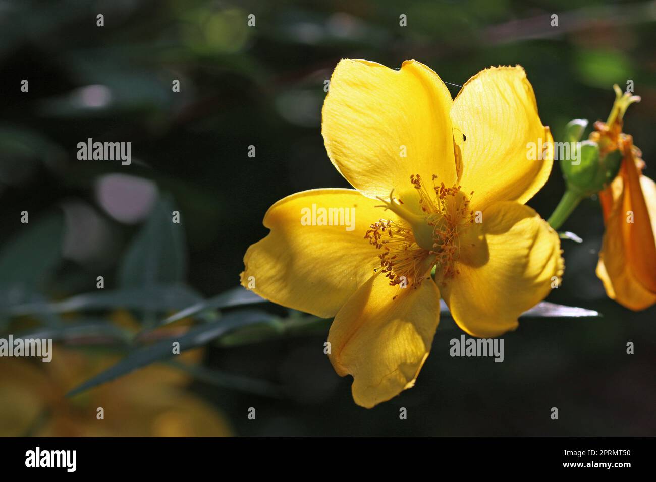 Rose von Sharon gelbe Blume in Nahaufnahme Stockfoto