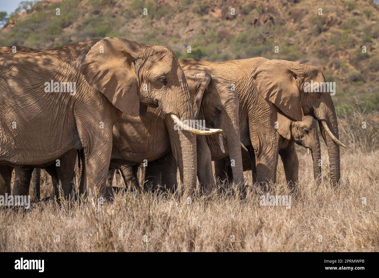 Afrikanische Buschelefanten stehen in der Schlange Stockfoto