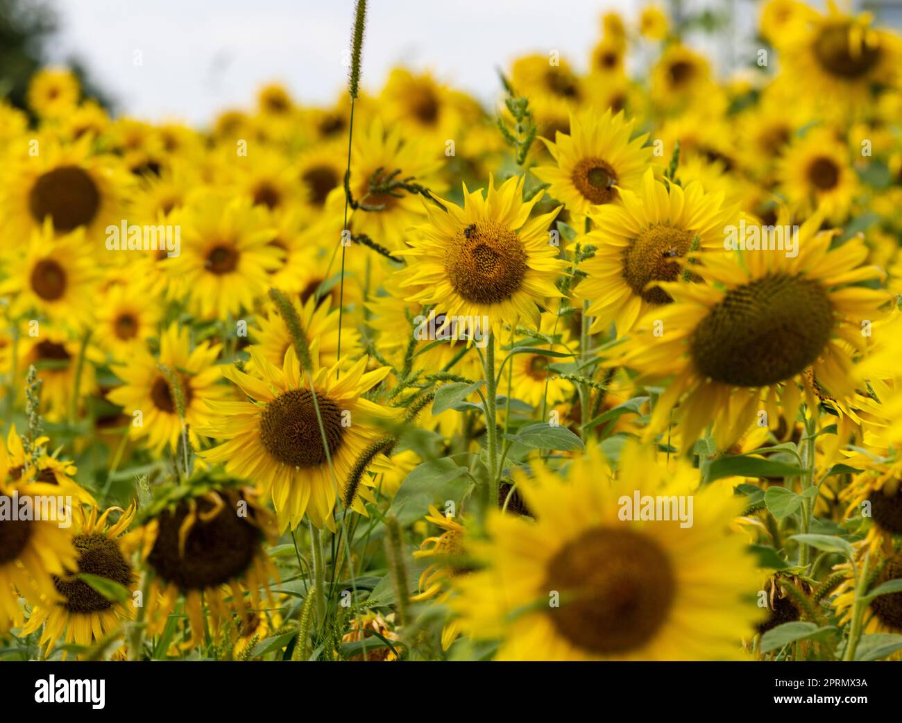 Gelbe Sonnenblumen wachsen auf einem Feld. Natürliche Sonnenblume Hintergrund. Stockfoto