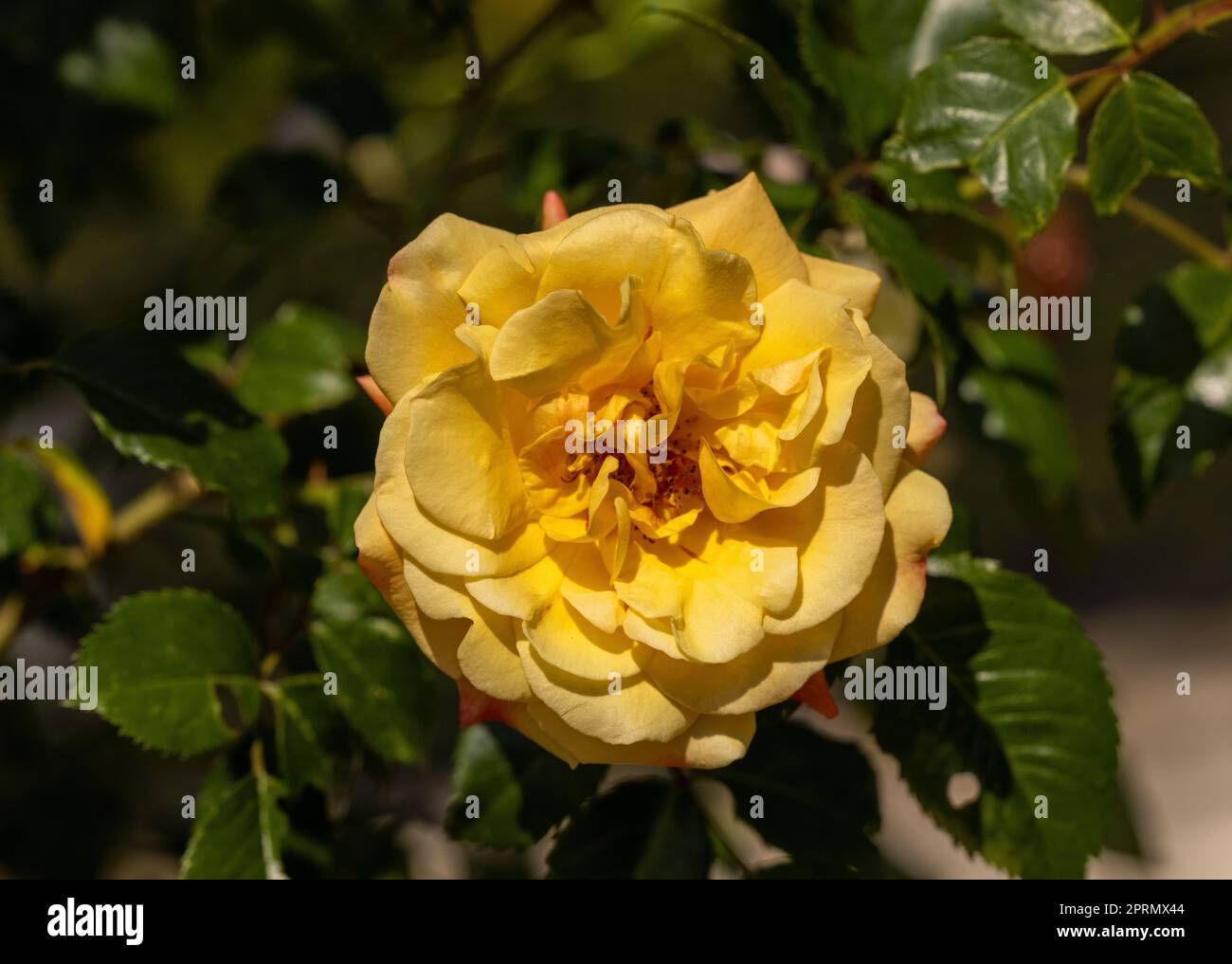 Gelbe Rosen am Zweig im Garten Stockfoto