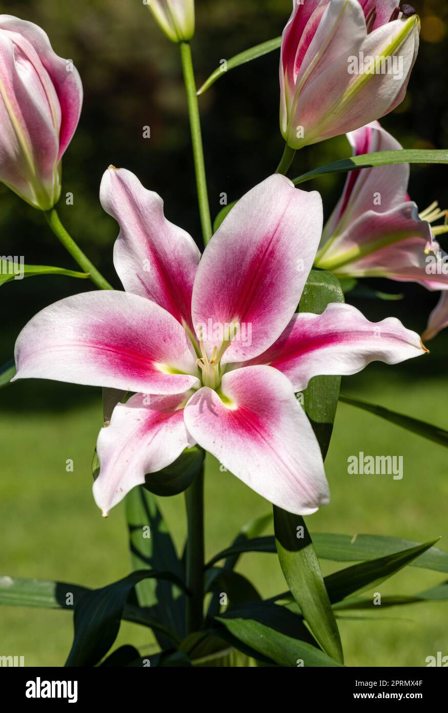 Weiße und rote Lilie im Sommergarten. Stockfoto