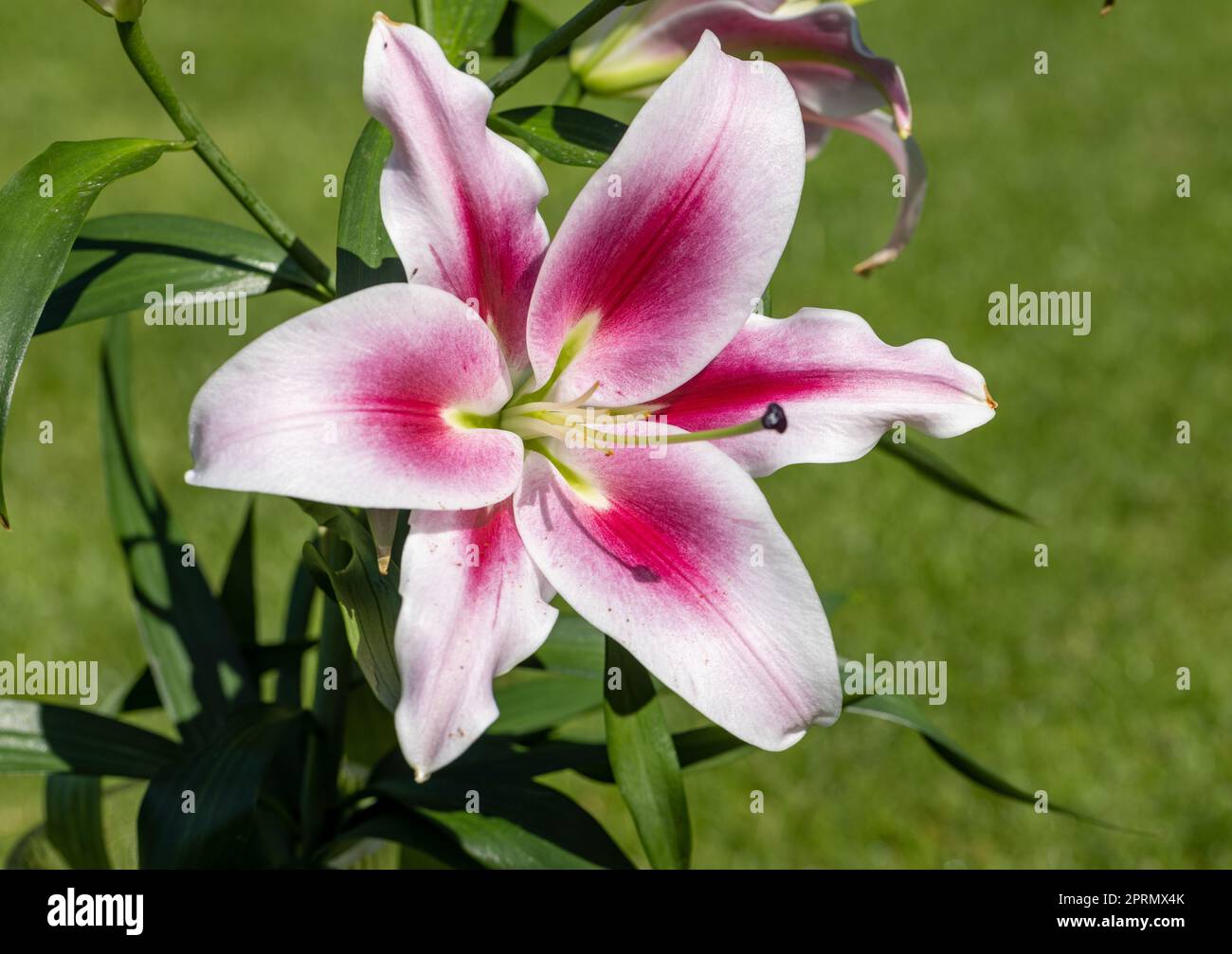Weiße und rote Lilie im Sommergarten. Stockfoto