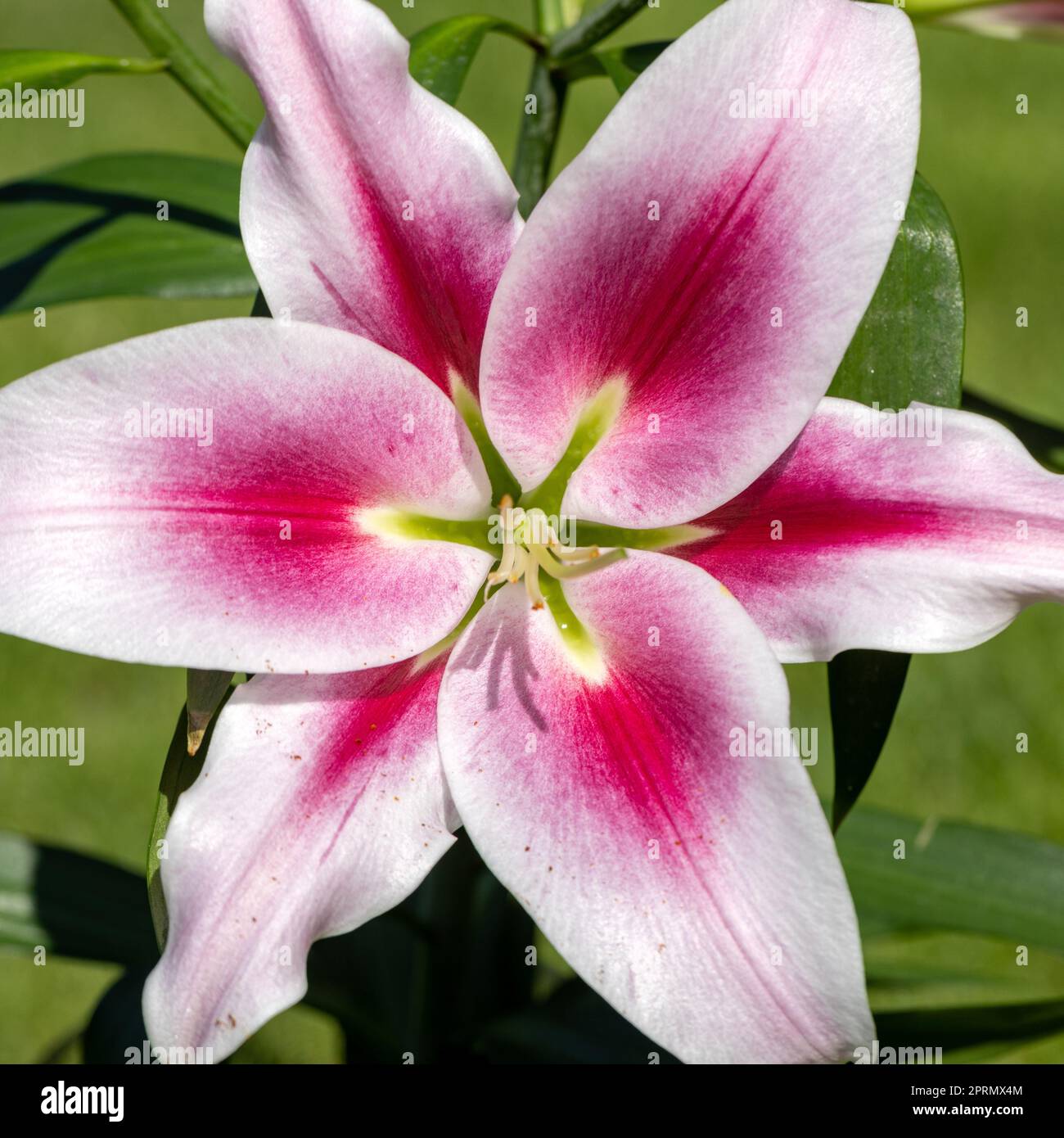 Weiße und rote Lilie im Sommergarten. Stockfoto