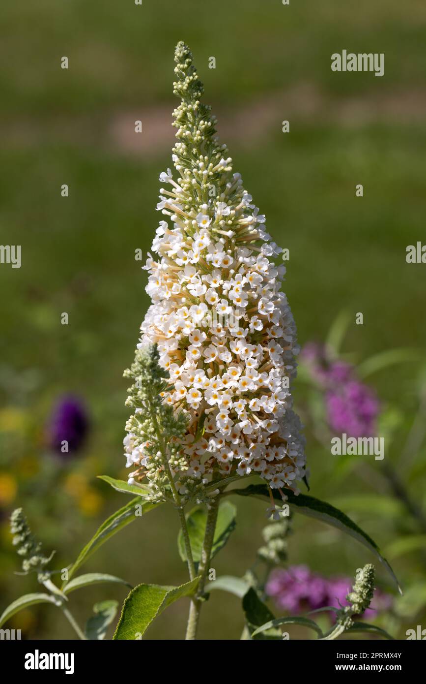 Blühende Blumen von buddleja davidii im Sommergarten. Blumen, die Schmetterlinge lieben Stockfoto