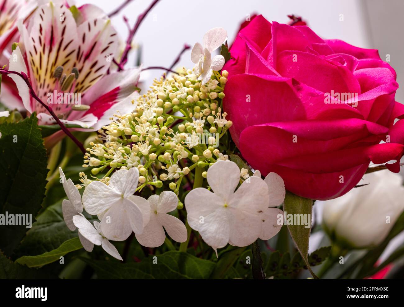 Schöner Blumenstrauß von Rosen und Freesias Stockfoto