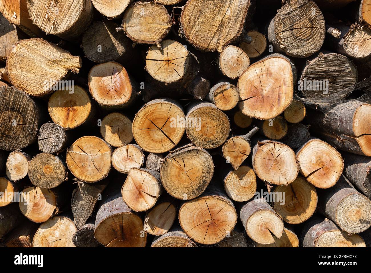 Stapel von Brennholz für den Winter vorbereitet Stockfoto