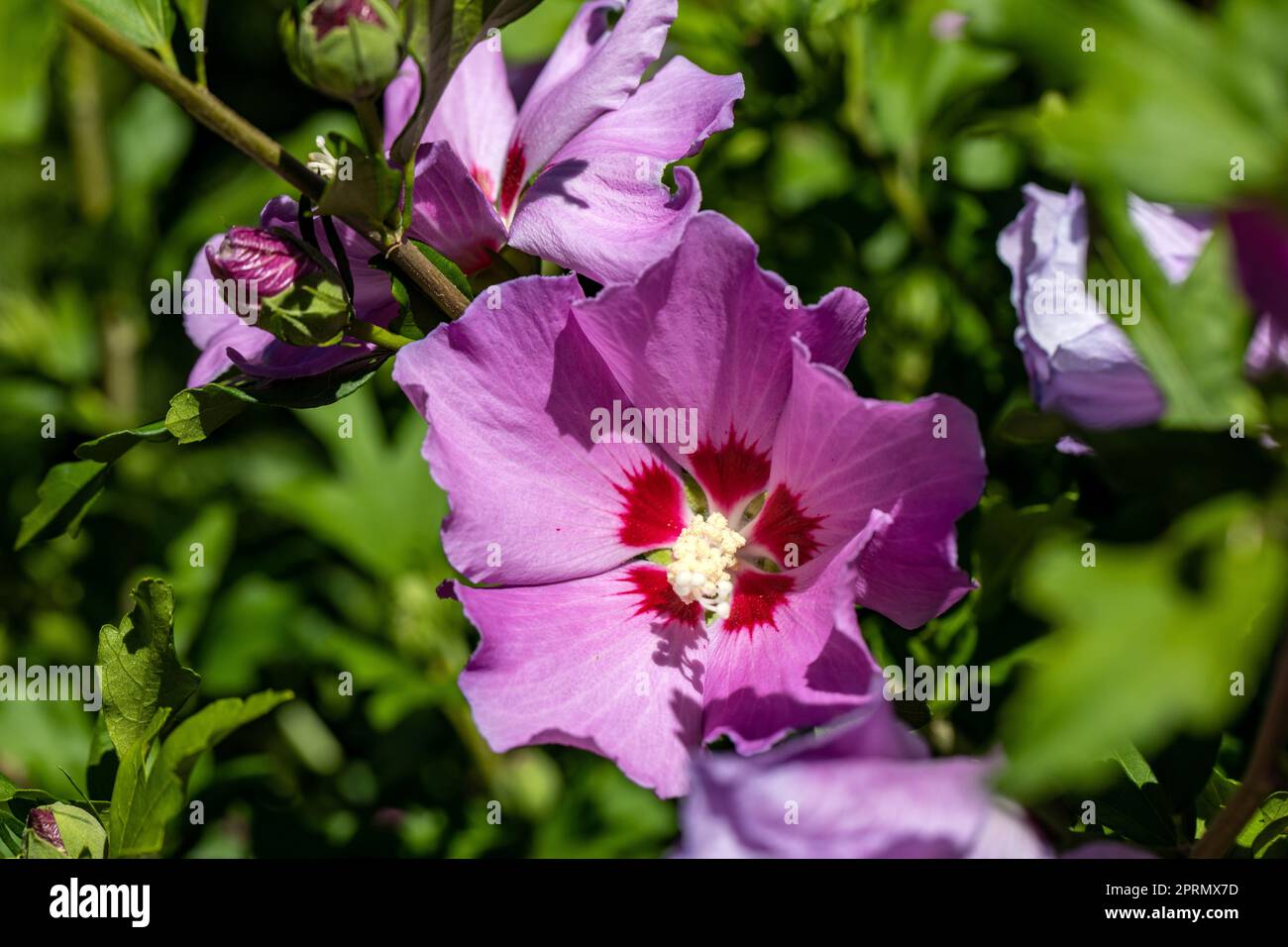 Schöne rosa Blüten von Hibiscus syriacus im Garten Stockfoto