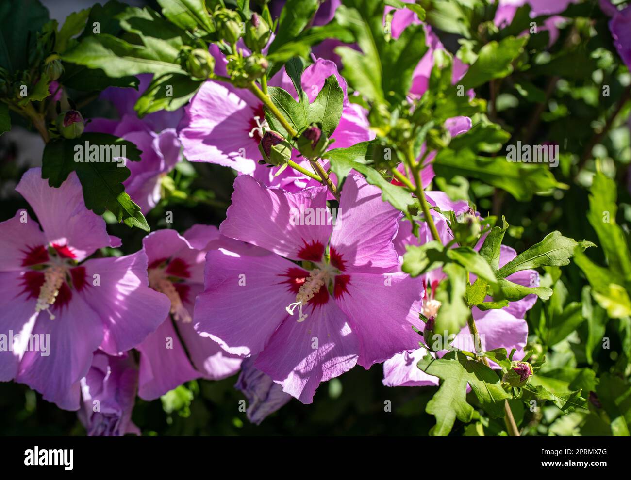 Schöne rosa Blüten von Hibiscus syriacus im Garten Stockfoto