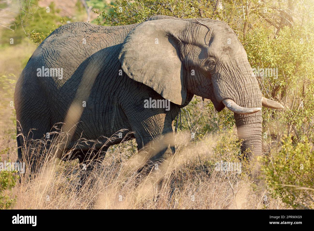 Sicher vor allen Raubtieren. Ganzkörperaufnahme eines Elefanten in freier Wildbahn. Stockfoto