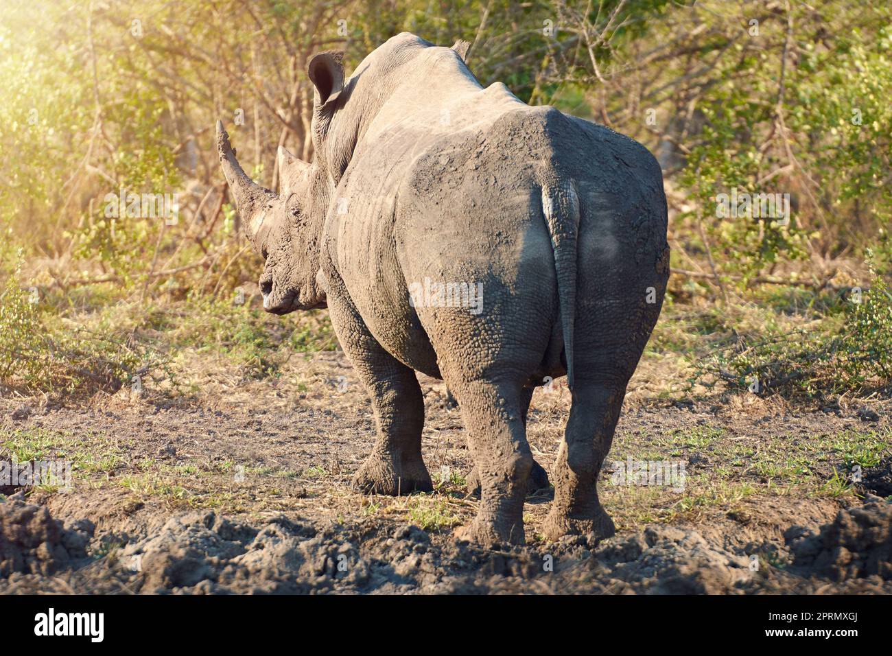 Gefährdete Arten. Ganzkörperaufnahme eines Nashorns in freier Wildbahn. Stockfoto