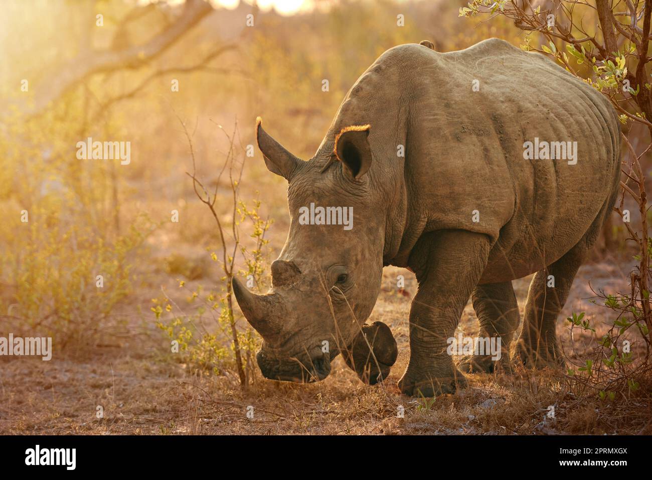 Vorbereitung auf den Ladezustand. Ganzkörperaufnahme eines Nashorns in freier Wildbahn. Stockfoto