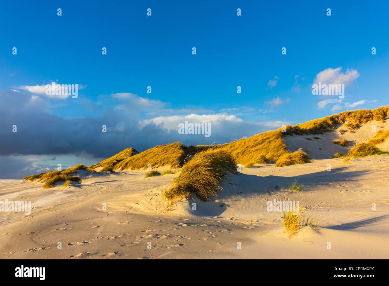 Landschaft in den Dünen auf der Nordseeinsel Amrum, Deutschland Stockfoto