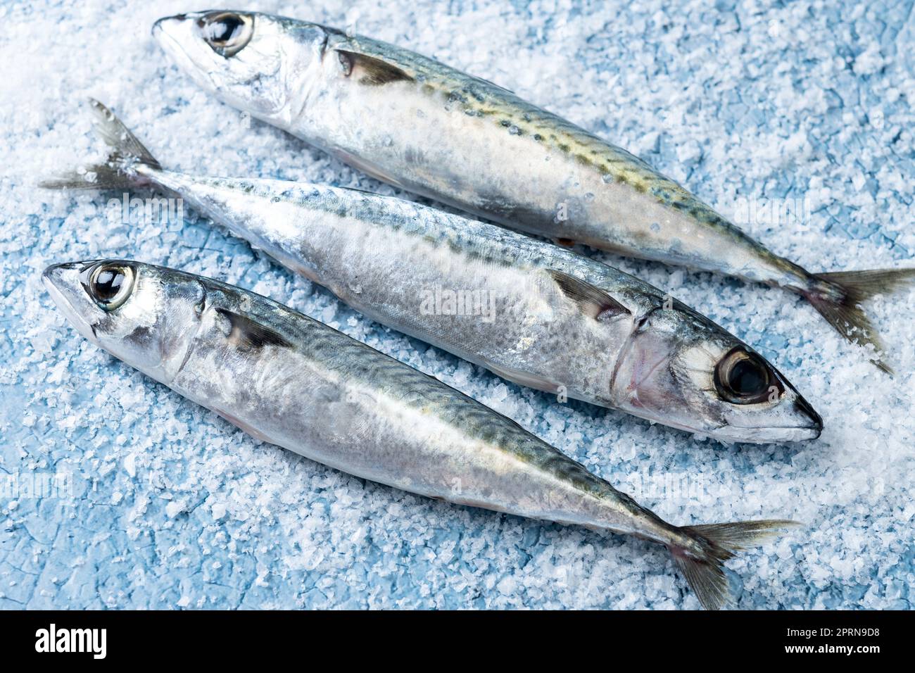 Rohes Makrelensalz auf blauem Hintergrund Stockfoto