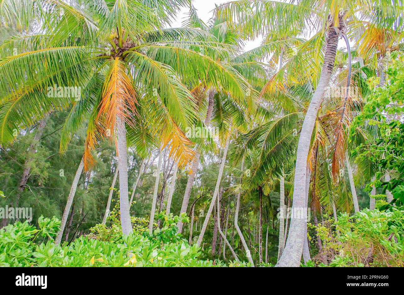 Tropischer Wald in Moorea, einer der meistbesuchten Inseln in Französisch-Polynesien Stockfoto