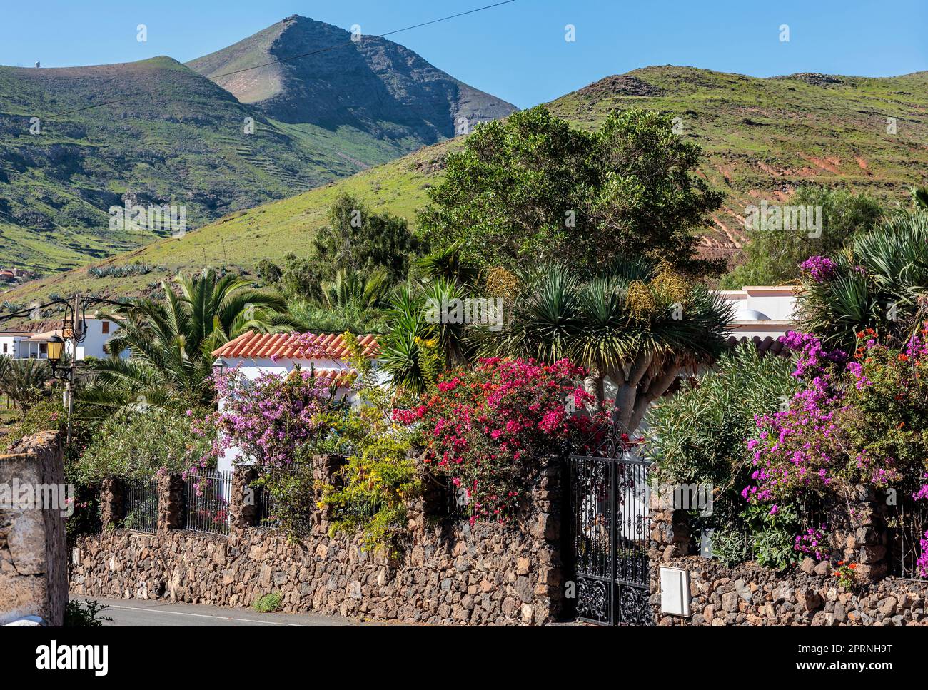 Farbenfroher Garten im grünen Tal von Vallebron La Oliva Fuerteventura Stockfoto