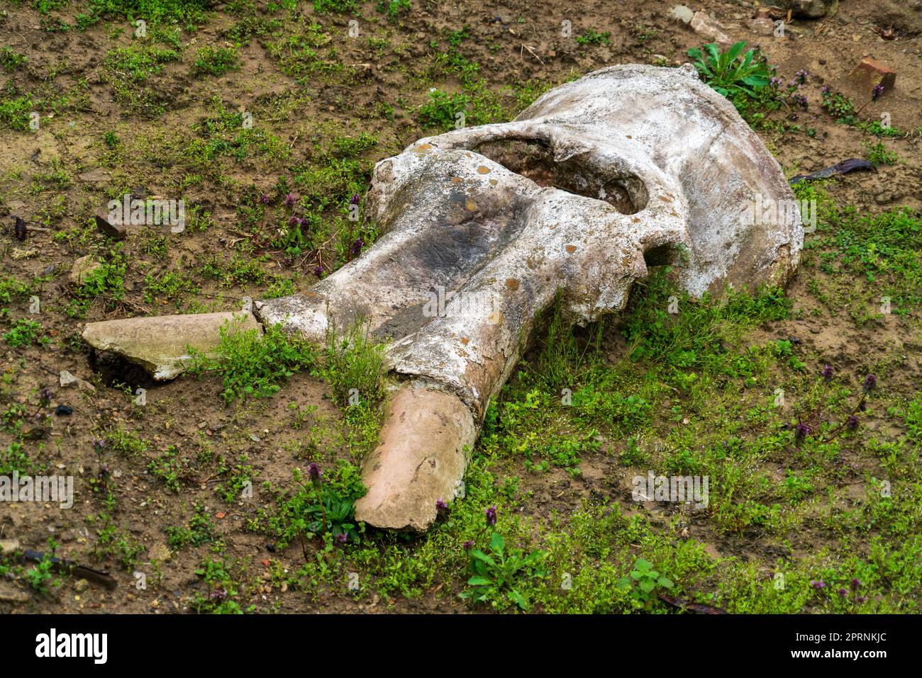 Big Bone Lick in Kentucky Stockfoto