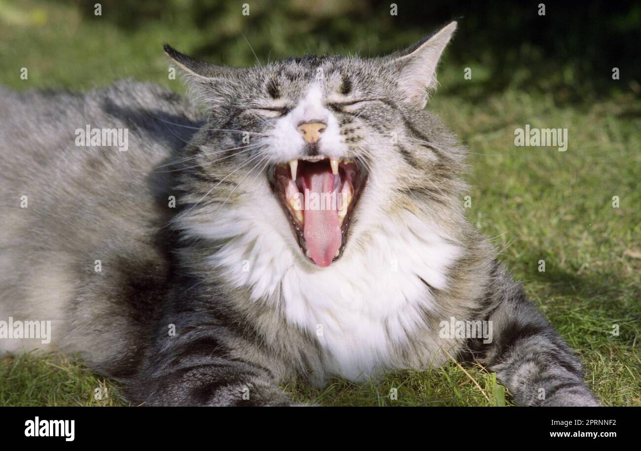 Eine ältere langhaarige silberne Tabby-Katze gähnt. Stockfoto