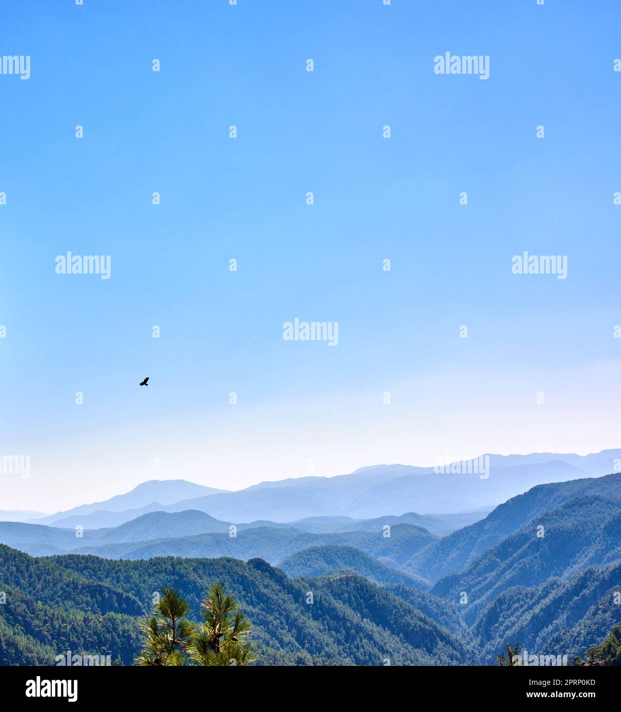 Kiefernwald im Berggebiet - Türkei. Ein Bild des Kiefernwaldes im Berggebiet in der Wester Türkei. Stockfoto