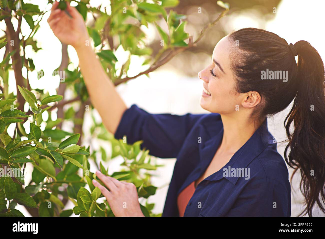 Aus kleinen Samen wachsen mächtige Bäume. Eine junge Frau inspiziert die Blätter ihres Baumes. Stockfoto
