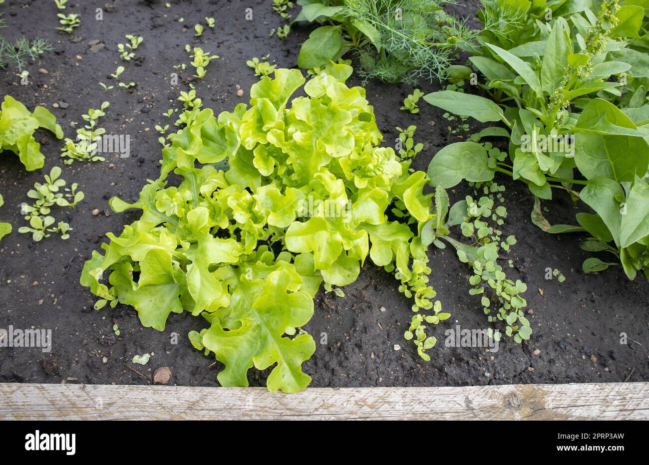 Grünpflanzen eines jungen Salats, der in Reihen auf einem Beet mit feuchtem Boden wächst. Das Konzept der organischen Gartenarbeit Stockfoto