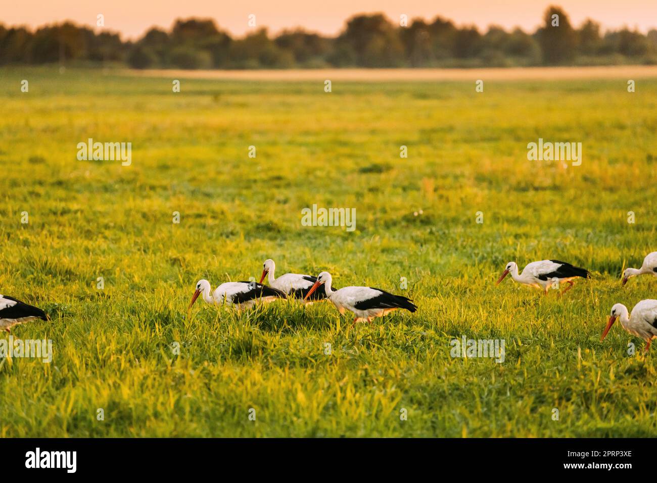 Gruppe Der Europäischen Weißstörche Ciconia Ciconia Fütterung In Sommer Wiese. Wilde Vögel In Sonnigen Abend In Weißrussland Stockfoto