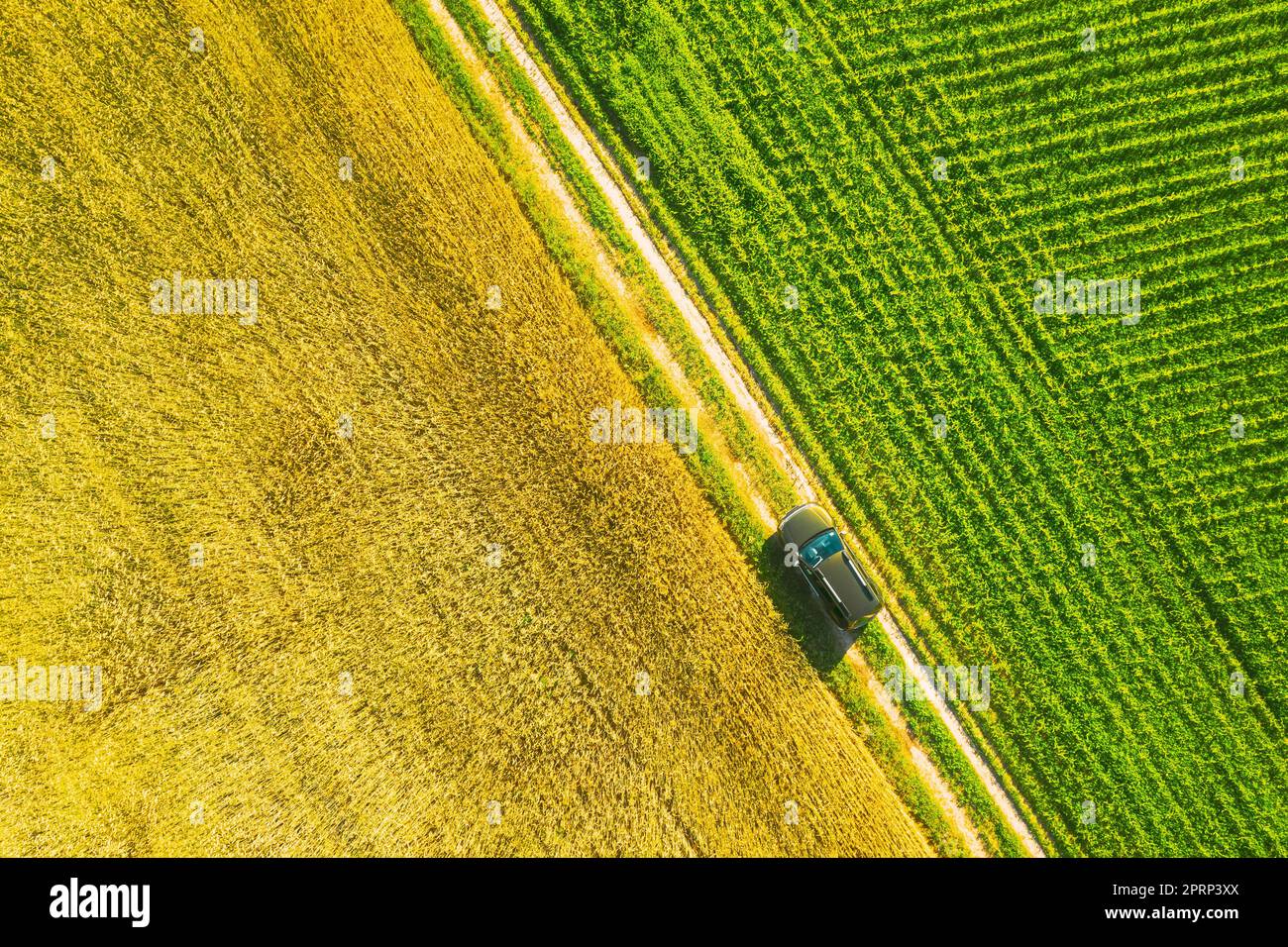 Luftaufnahme von Auto-SUV geparkt in der Nähe Landstraße in Spring Field ländliche Landschaft. Auto Zwischen Young Wheat Und Mais Plantation Stockfoto