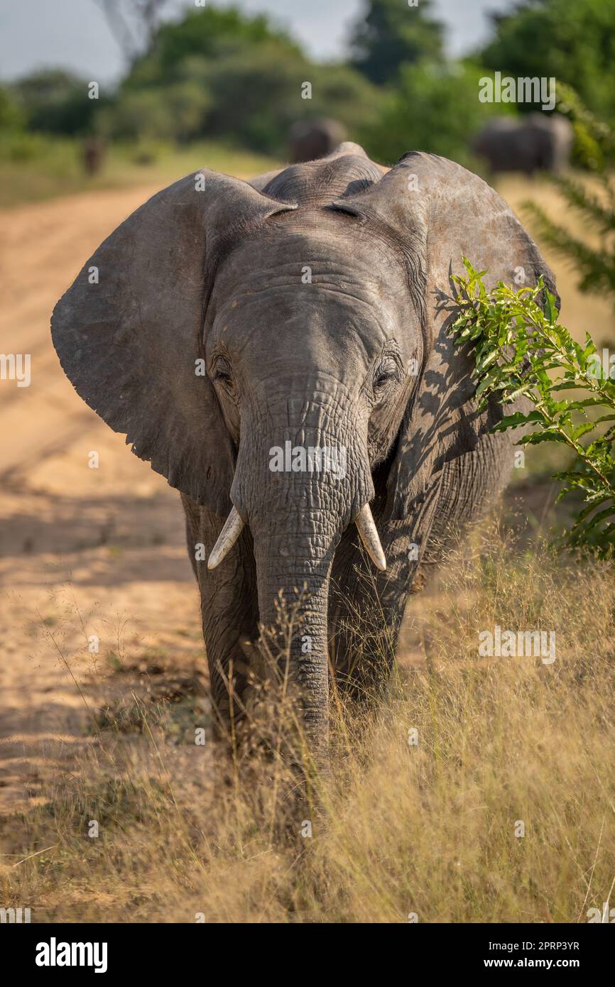 Afrikanischer Buschelefant mit Kamera zum Gleisen Stockfoto