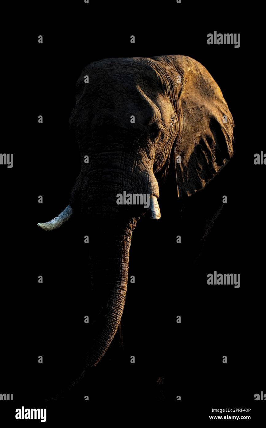 Afrikanischer Buschelefant vor dunklem Hintergrund Stockfoto