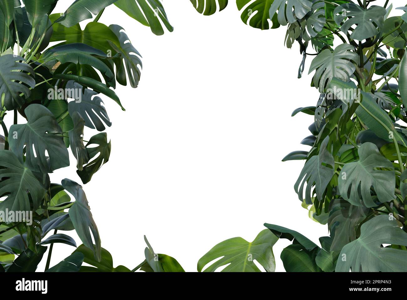 Tropische Pflanzen auf weißem Hintergrund isoliert. Botanischer Vordergrund. Rahmen, Rahmen mit Kopierbereich in der Mitte. Ausgeschnittenes Grafikelement Stockfoto