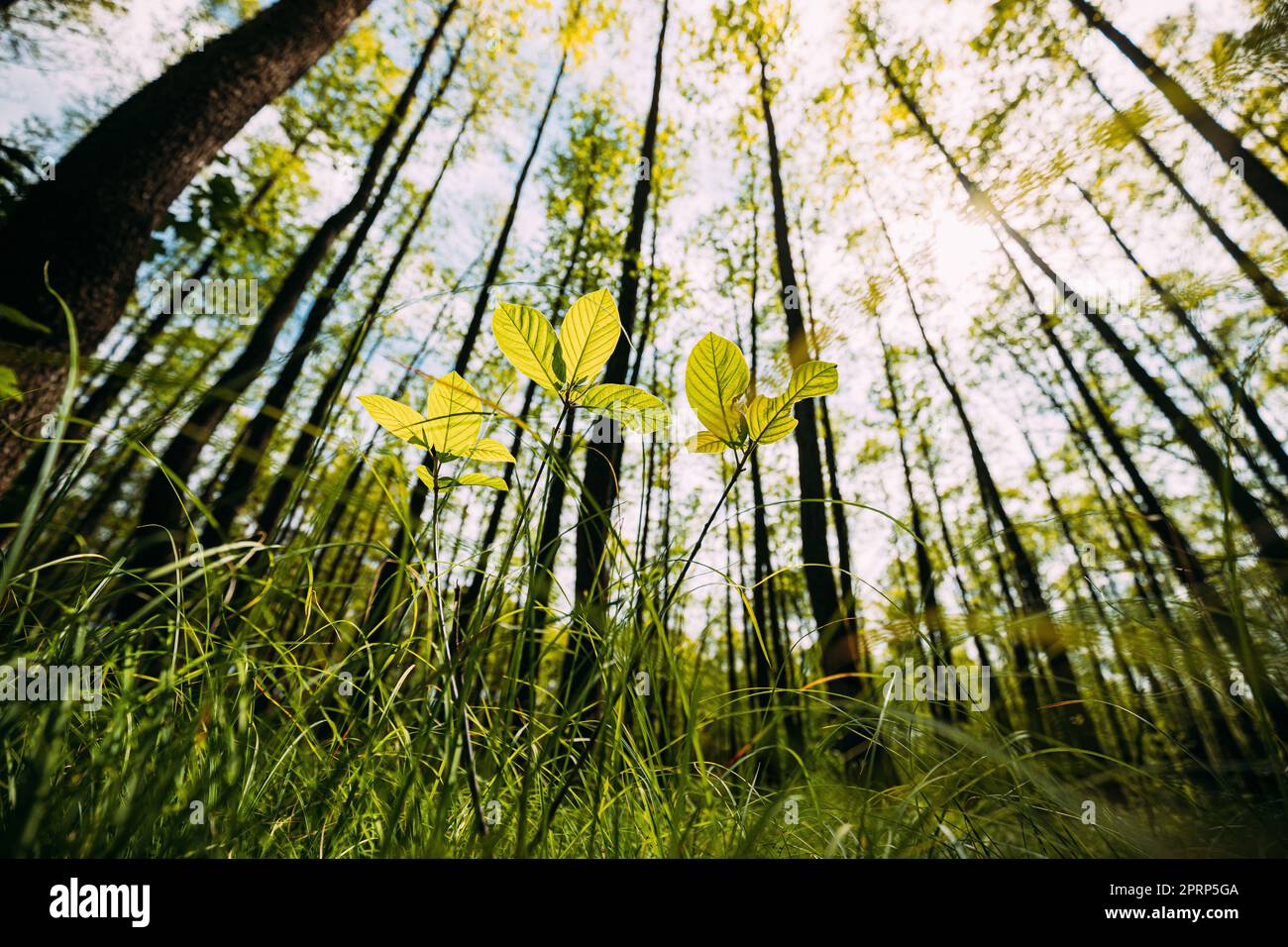 Blick Von Unten Auf Die Wachsenden Kleinen Jungzweige Frühlingsgrüne Bäume. Die Sonne Scheint Durch Frische Vegetation Und Zweige Blätter. Sommersonntag. Weitwinkel Stockfoto