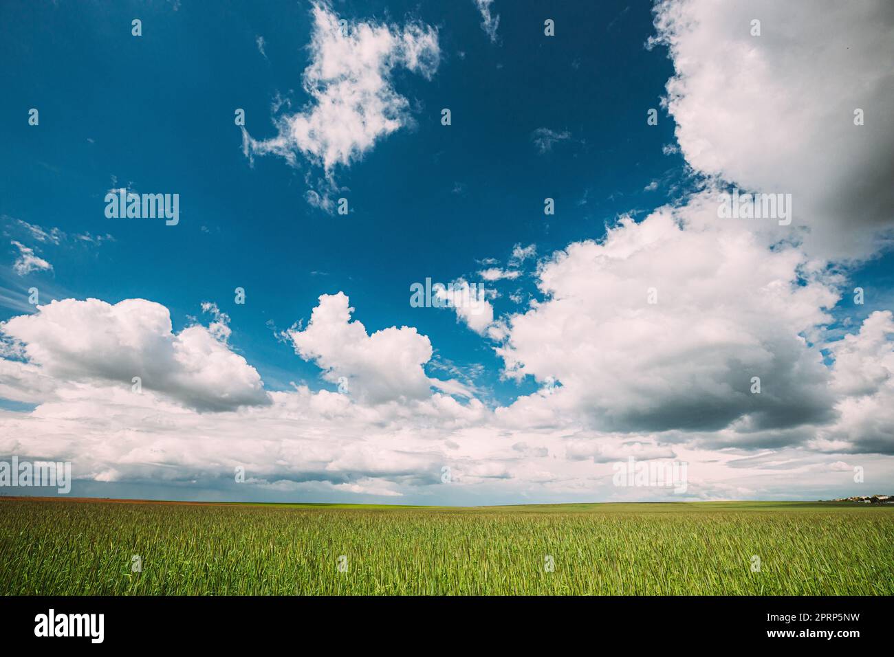 Landschaft Ländliche Feld Landschaft Mit Jungen Weizen Sprossen Im Frühling Sonnentag. Agrarbereich. Junge Weizen Schießt Stockfoto