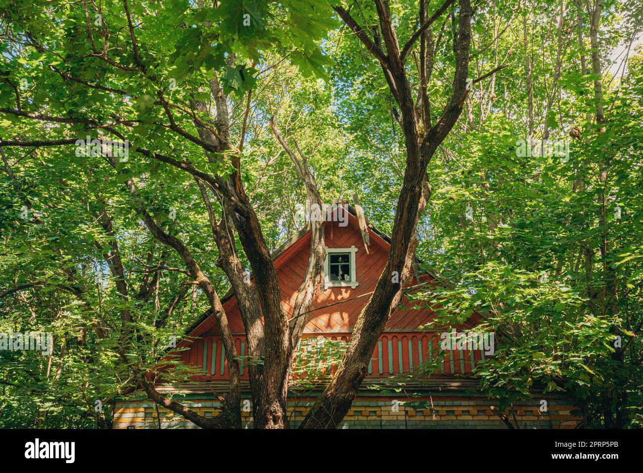 Weißrussland. Verlassenes Haus Mit Bäumen Und Vegetation In Der Umsiedlungszone Von Tschernobyl. Chornobyl-Katastrophen. Verfallenes Haus Im Belarussischen Dorf. Ganze Dörfer Müssen Beseitigt Werden Stockfoto