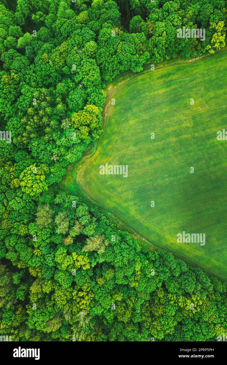 Luftaufnahme Frühling Grünfeld Und Waldlandschaft. Draufsicht Auf Feld- Und Waldgürtel. Vogelperspektive Stockfoto