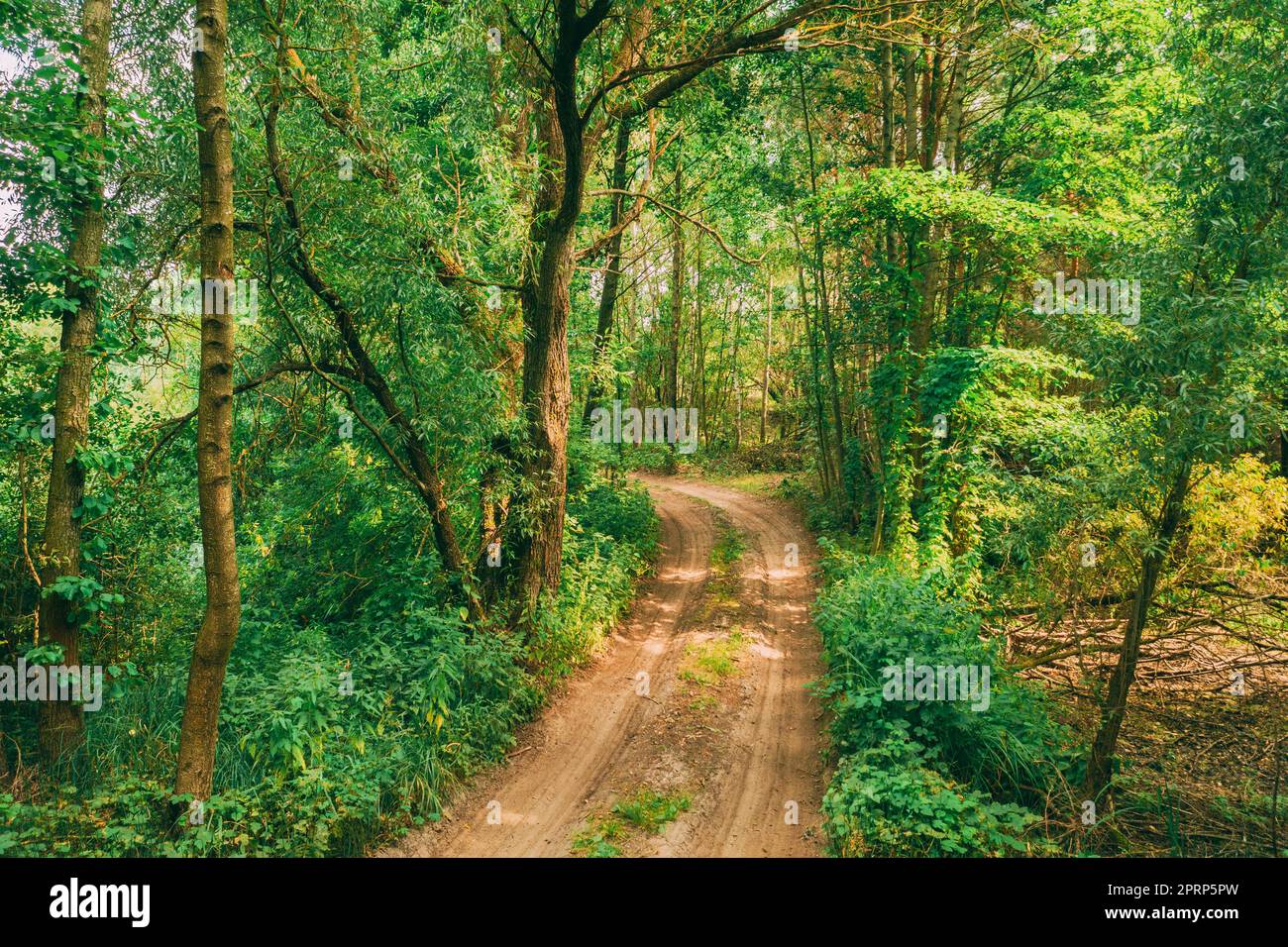 Fairy Forest Lane Road Weg Weg Durch Sommer Grün Laubwald. Europäische Natur Stockfoto