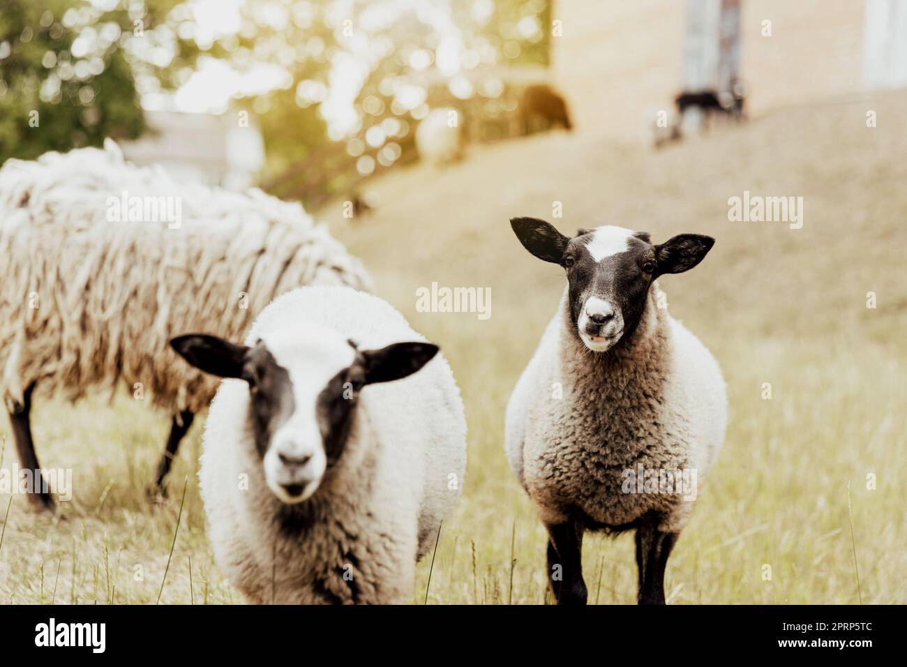 Gruppe britischer Suffolk-Schafe im Betrieb. Porträt von Schafen, die in die Kamera schauen Stockfoto