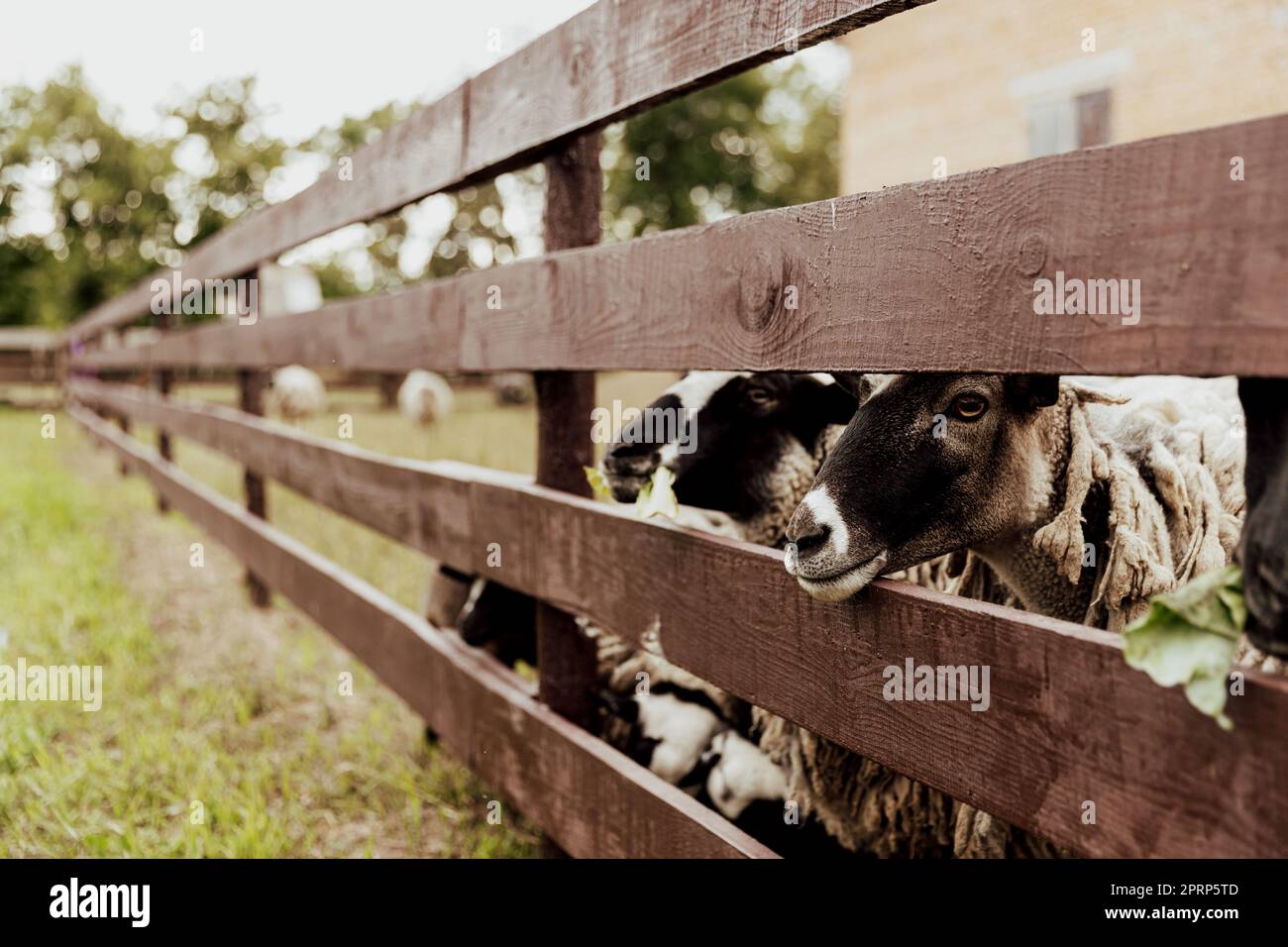Gruppe britischer Suffolkschafe auf Bauernhof in Holzscheune. Schafe schauen in die Kamera Stockfoto