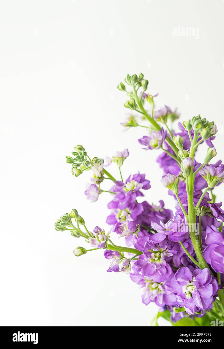 Sehr schöne Matthiola-Blumen, wunderschöne Lavendel-Farbe, Blumenstrauß auf weißem Hintergrund, Platz für eine Inschrift. Stockfoto