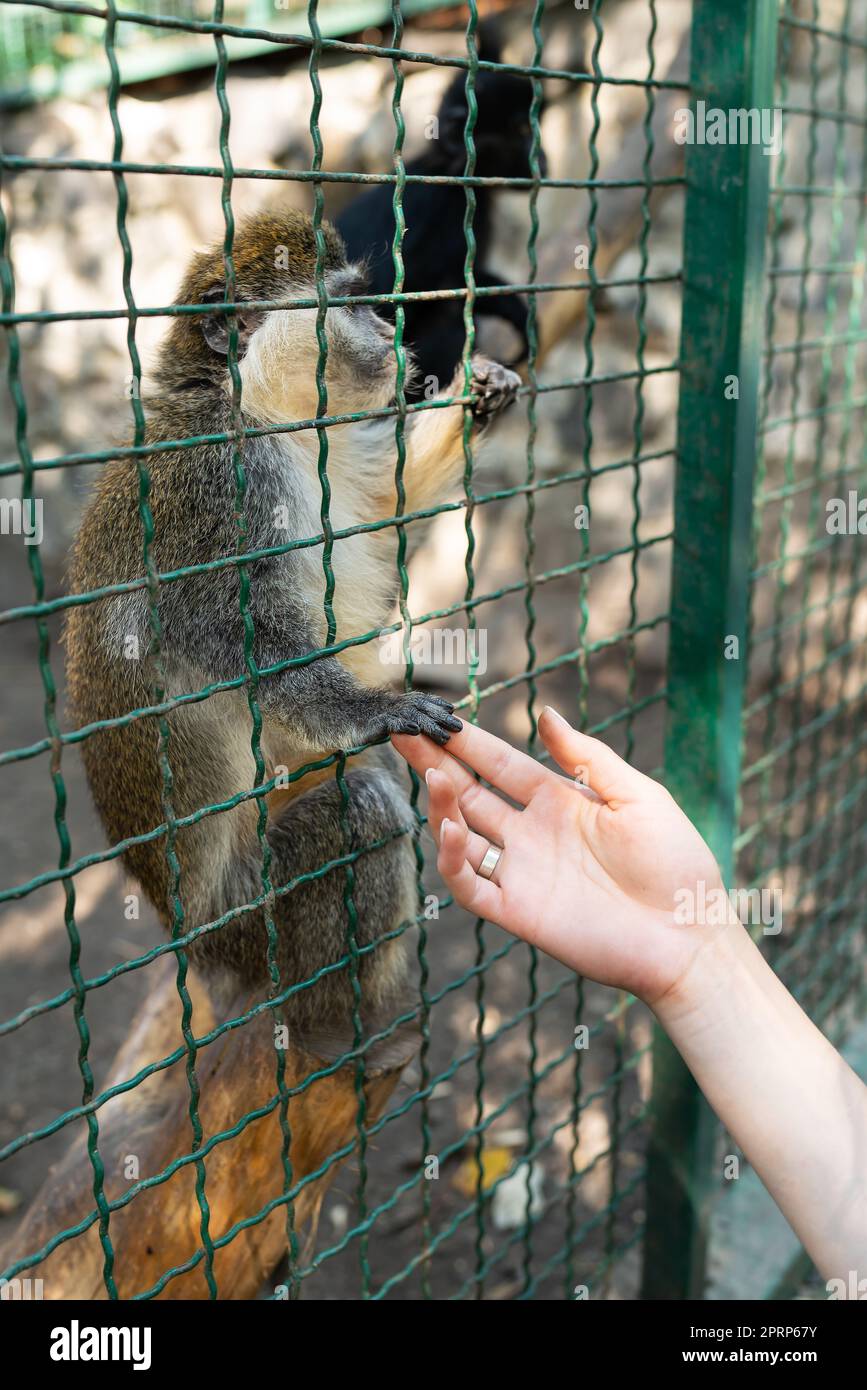 Das Tier braucht menschliche Liebe und Schutz. Der Affe hält die Hand des Mädchens im Streichelzoo Stockfoto