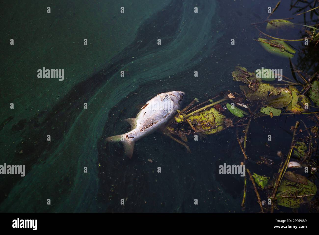 Tote Fische (Karpfen) treiben in diesem verschmutzten Kanal an die Wasseroberfläche. Schrecklicher Wassergeruch in der Nähe des Sees. Das Problem der Umweltverschmutzung. Stockfoto