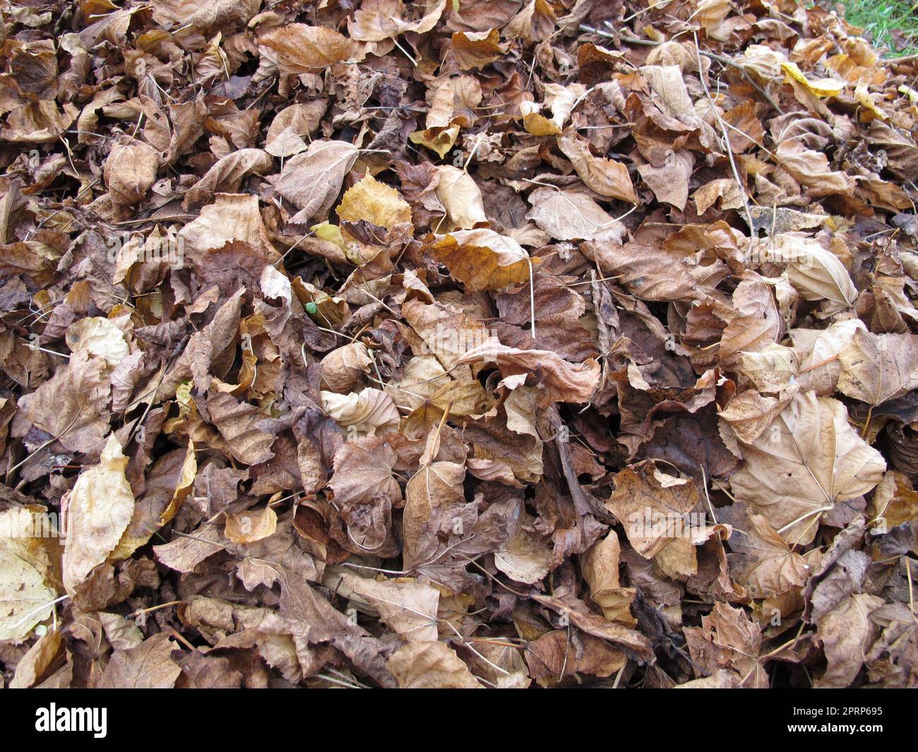 Ahornblätter und Lindenblätter auf einem Boden mit Laub im Herbst Stockfoto