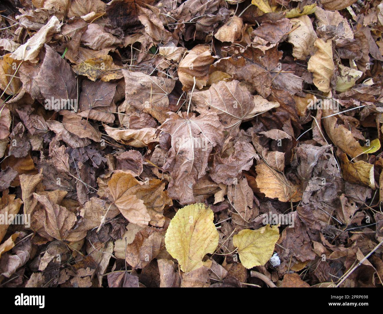 Ahornblätter und Lindenblätter auf einem Boden mit Laub im Herbst Stockfoto