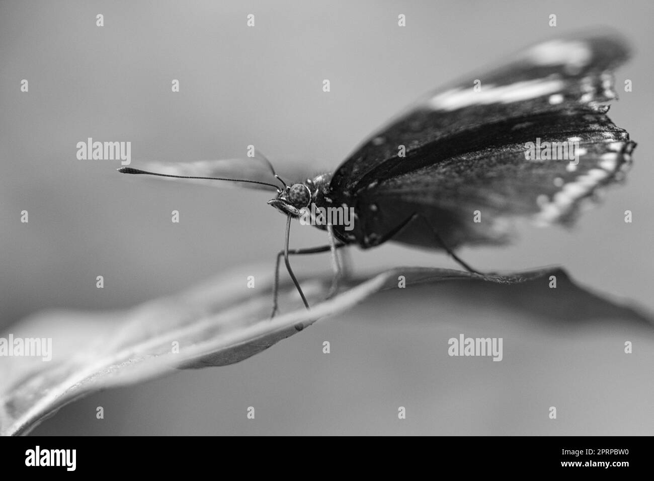 Exotischer Schmetterling auf einem Blatt. Zarter Schmetterling in Schwarz und Weiß. Farbenfroher Flügel und interessante Nahaufnahme mit vielen Details. Stockfoto