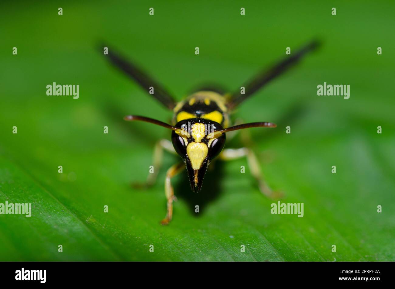 Solitary Potter Wasp, Gribodia sp., auf Blatt, Klungkung, Bali, Indonesien Stockfoto