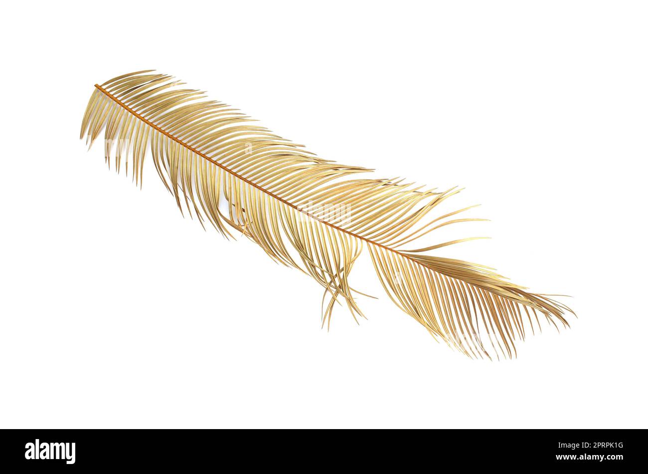 Tropisches trockenes Palmblatt isoliert auf weißem Hintergrund Stockfoto